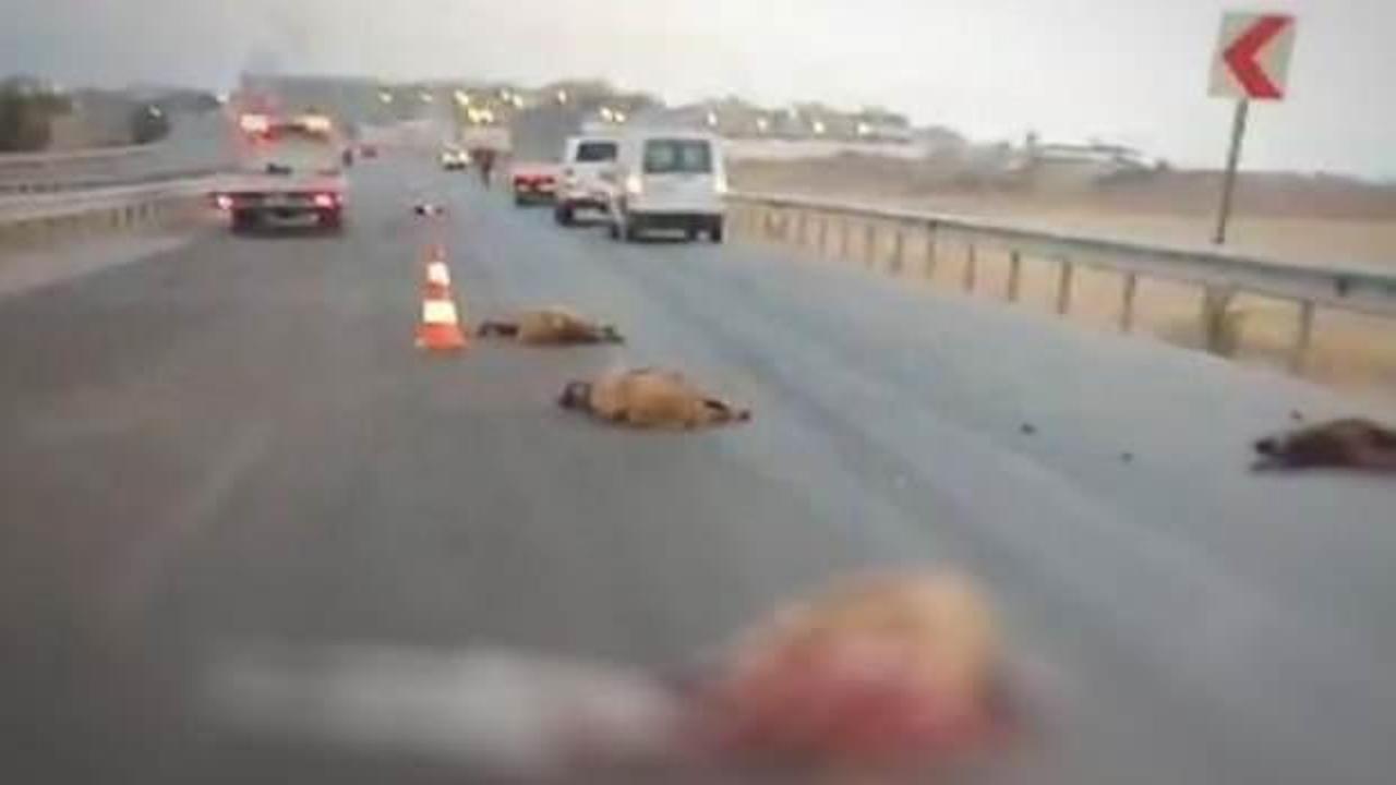 Kamyon sürüye çarptı; 17 koyun telef oldu