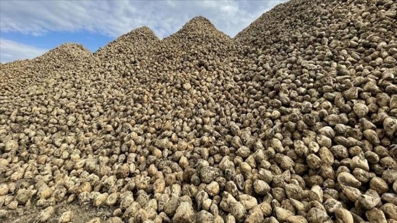 Bakan Yumaklı, şeker pancarı alım fiyatını açıkladı