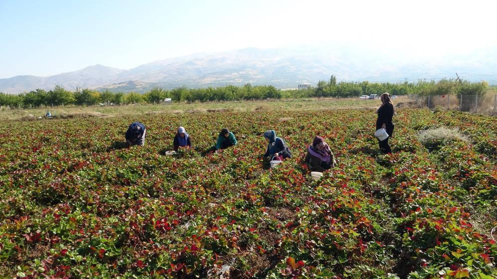 7 kadın kurdu, şimdi siparişlere yetişemiyorlar