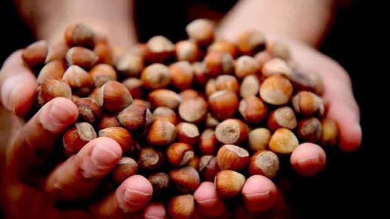 Fındık, fiyat istikrarını koruyor