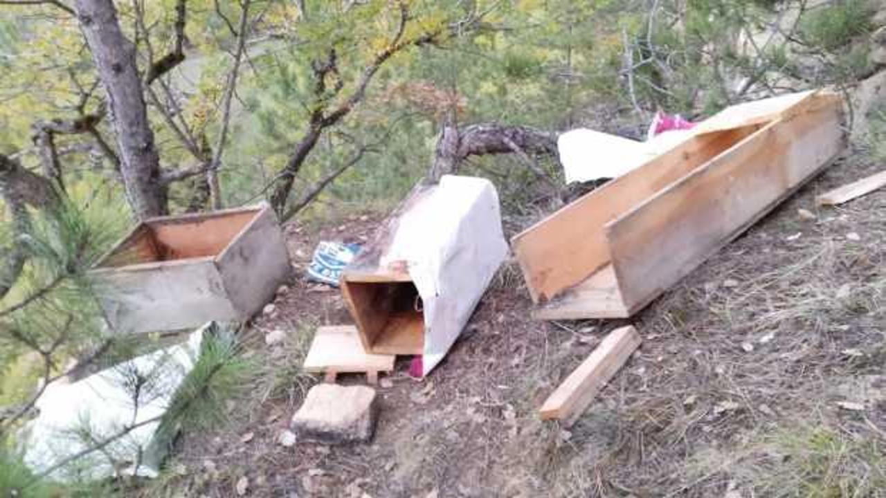 Kastamonu’da köye inen ayılar arı kovanlarına saldırdı