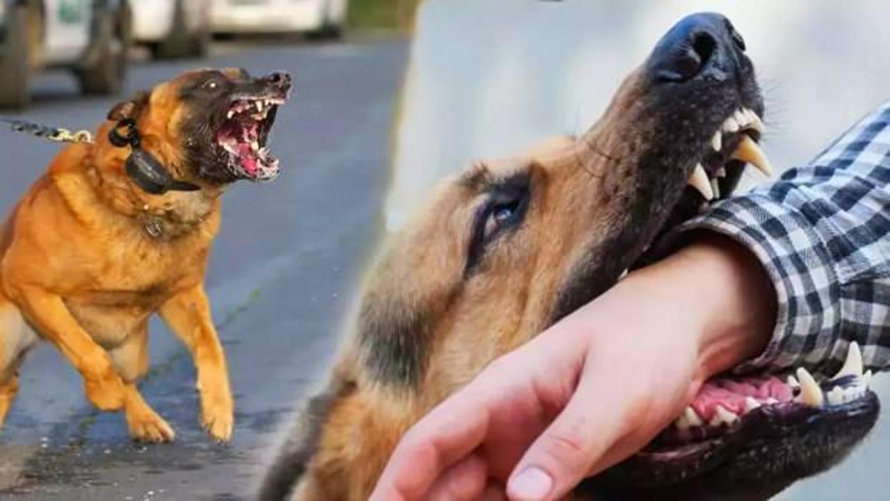 Kuduz nedir, neden olur? İnsanda kuduz belirtileri kaç günde çıkar? Kuduz nasıl bulaşır?