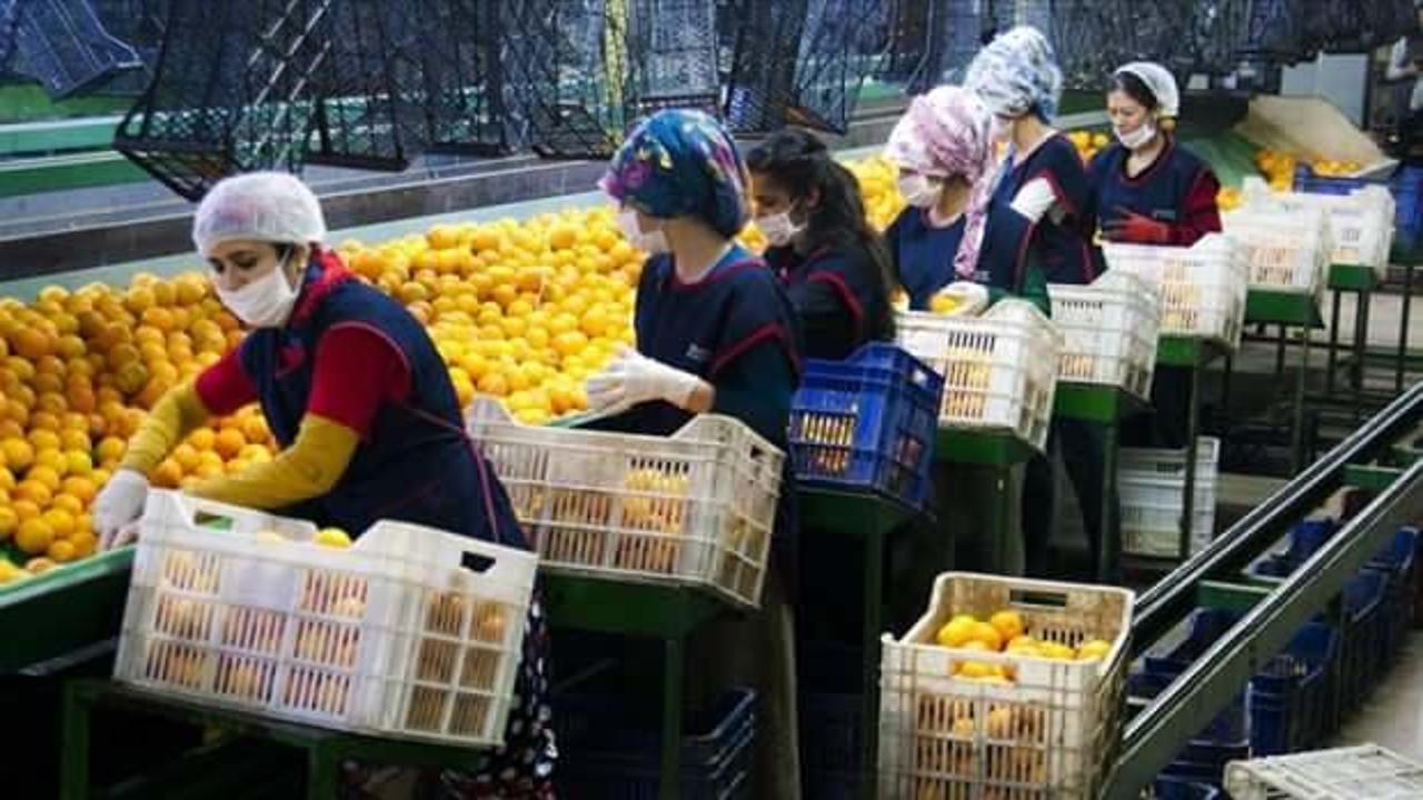 2,6 milyar doları aştı! Türkiye’den 10 aylık meyve sebze ihracatı