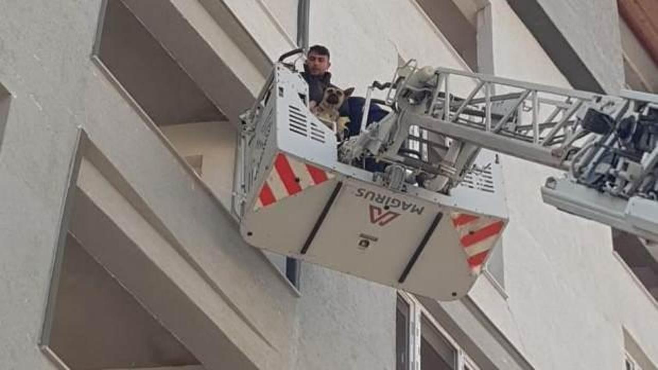 Ağır hasarlı binada mahsur kalan köpek kurtarıldı