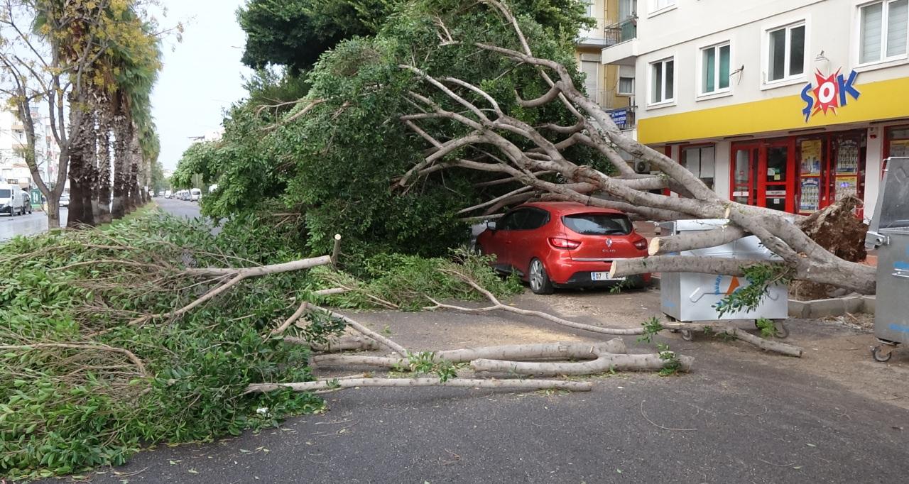 Antalya'da fırtına: Tekneler battı, ağaçlar devrildi