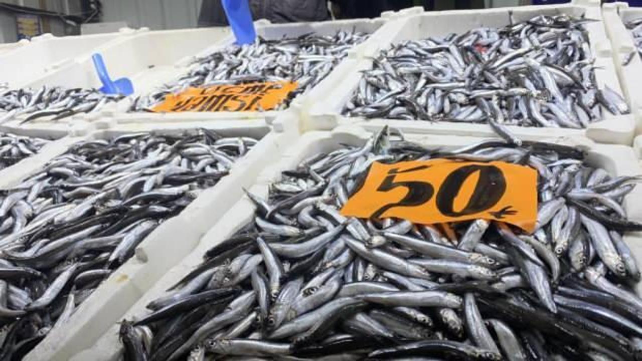 Hamsinin ucuz olması vatandaşın ilgisini arttırdı