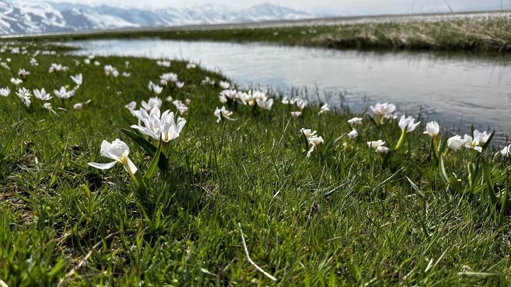 Yüksekova'da kardelen ve çiğdemler çiçek açtı