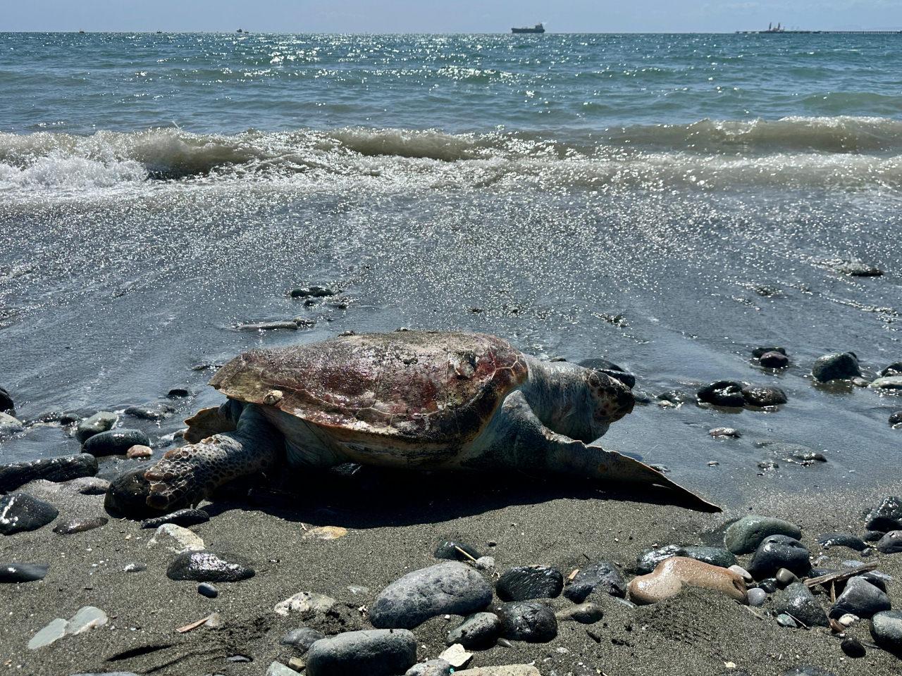 Hatay'da sahilde ölü caretta caretta bulundu