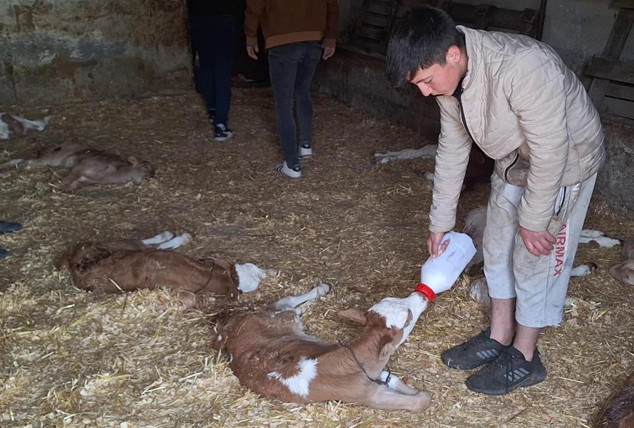 Samsun'da başıboş köpekler ahırdaki 12 buzağı ile 1 oğlağı boğarak öldürdü