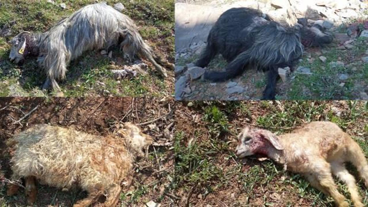 Kurtlar 13 küçükbaş hayvanı telef etti