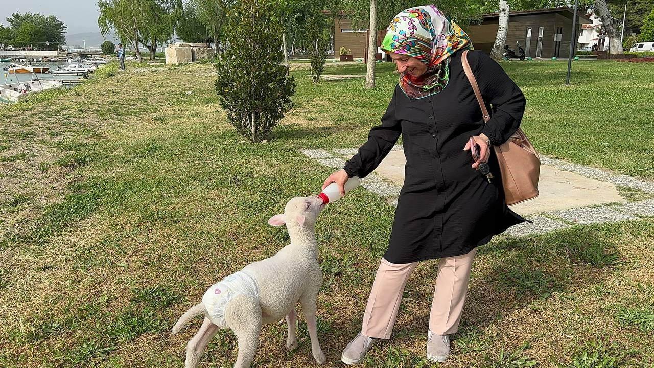 Evlerinde besliyorlar! Kuzuya bebek gibi bakıyorlar