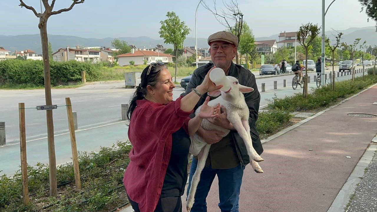 Evlerinde besliyorlar! Kuzuya bebek gibi bakıyorlar