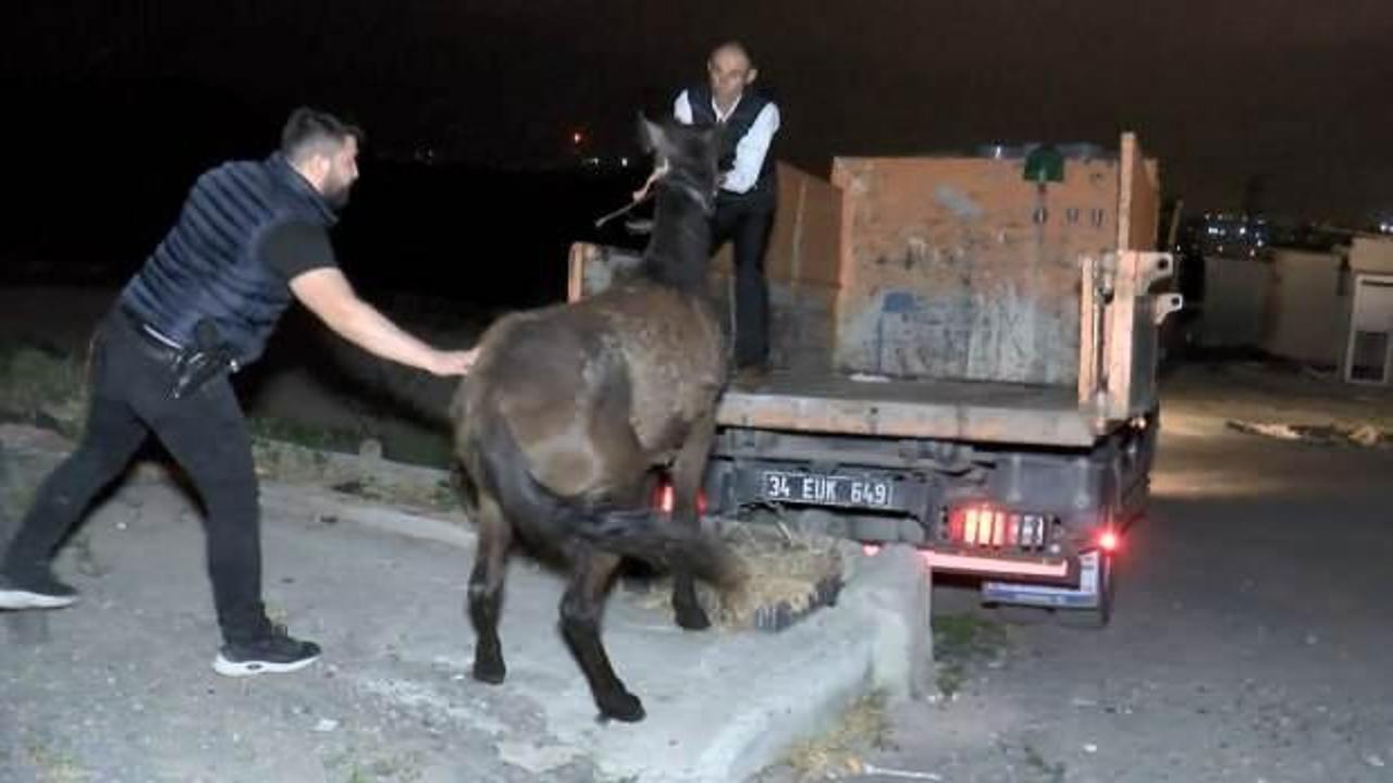 İstanbul’da at eti skandalı! Baskınla ortaya çıktı