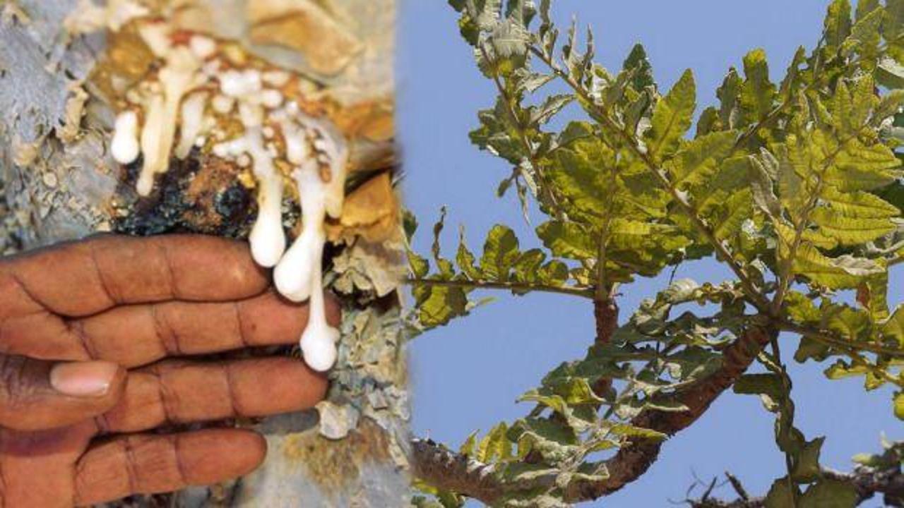 Akgünlük sakızı faydaları nelerdir, nasıl kullanılır? Öksürük için akgünlük sakızı!