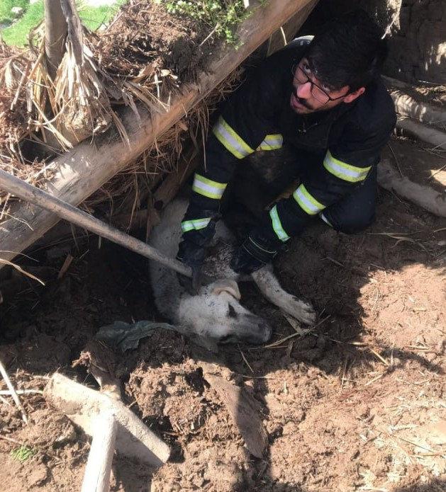 Göçük altında kalan köpeği itfaiye kurtardı