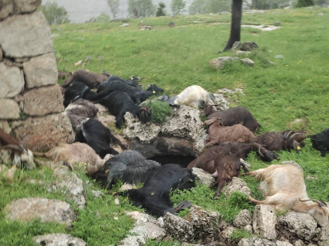 Şırnak'ta mezraya yıldırım düştü: 31 keçi telef oldu