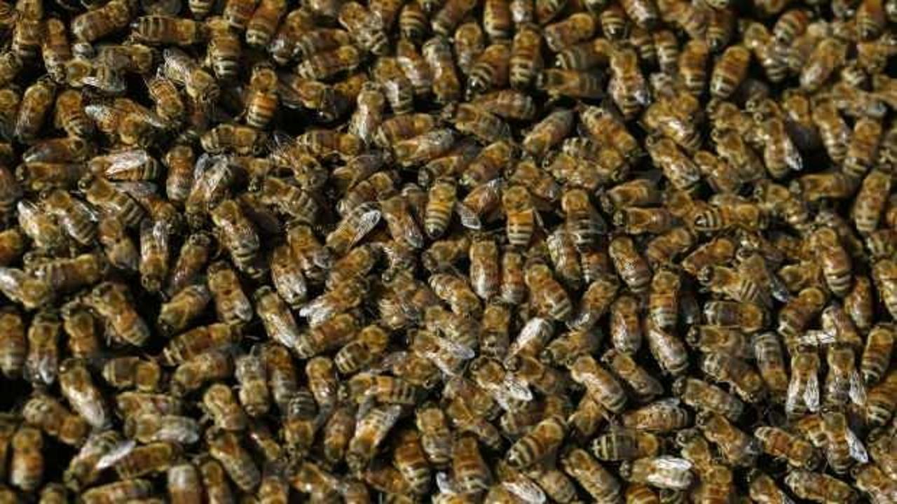‘Canavar gördüm’ dedi, odasından 60 binden fazla arı çıktı