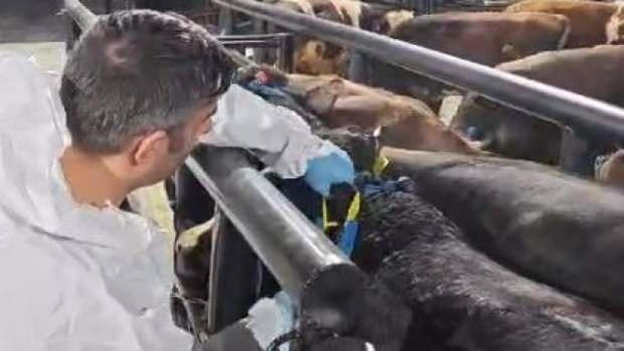 Elazığ’da 29 büyükbaşta şap hastalığı tespit edildi