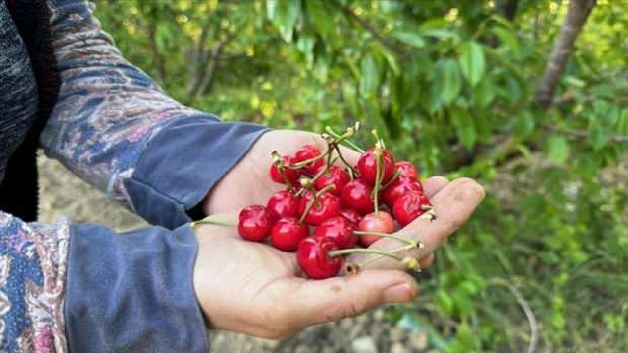 Erkenci kiraz üretim merkezi Manisa’da sezonun ilk hasadı yapıldı!