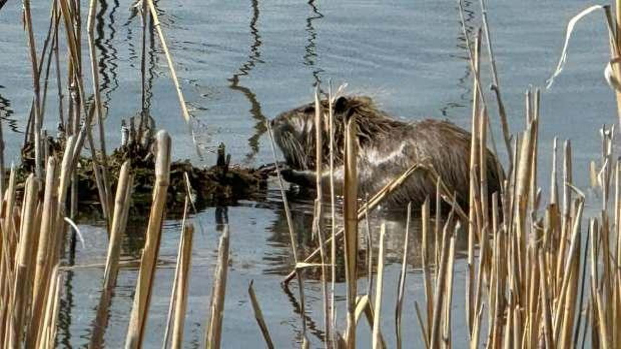 ‘Esrarengiz’ canlılar Ağrı Dağı eteklerinde görüntülendi!