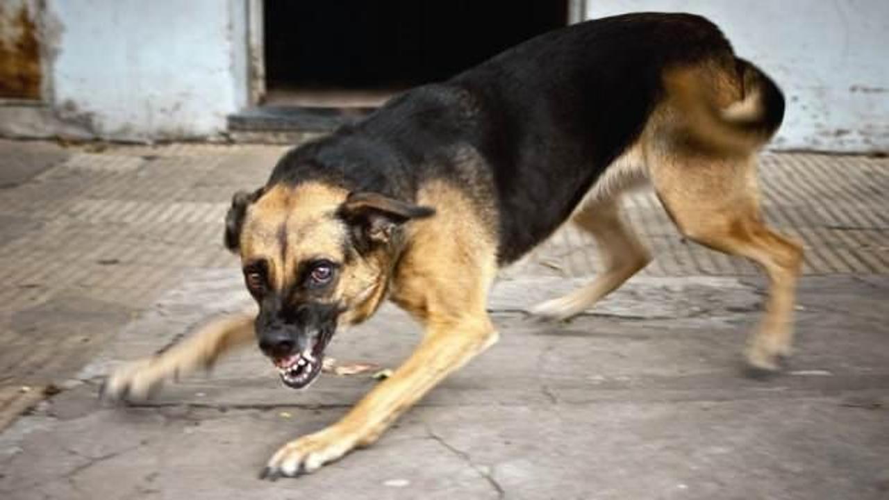 Kuduz riskli temas sayısında korkunç rakamlar: Son 15 yılda 4 milyona kişiye yaklaştı!