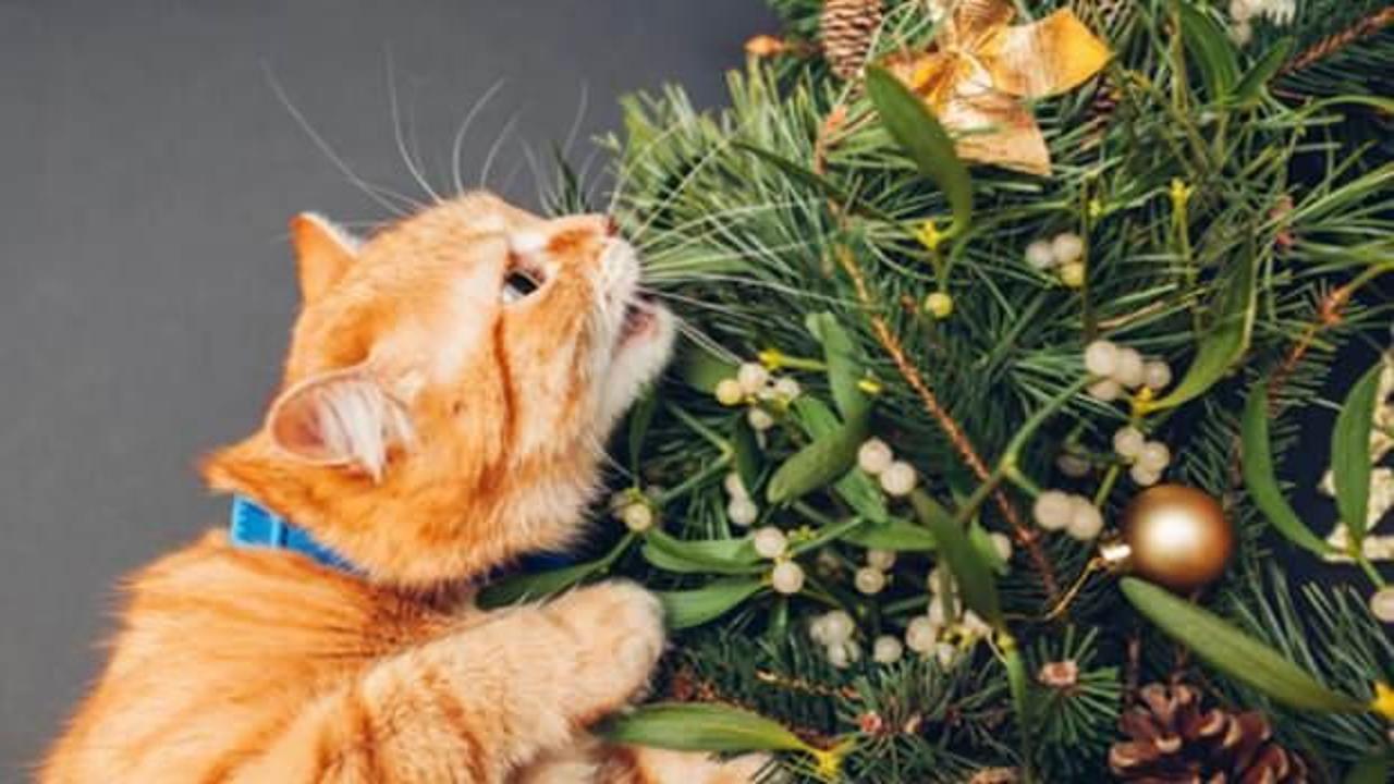 Hayvan dostu ev bitkilerini keşfedin: Evcil hayvanlar için zararsız ev bitkiler