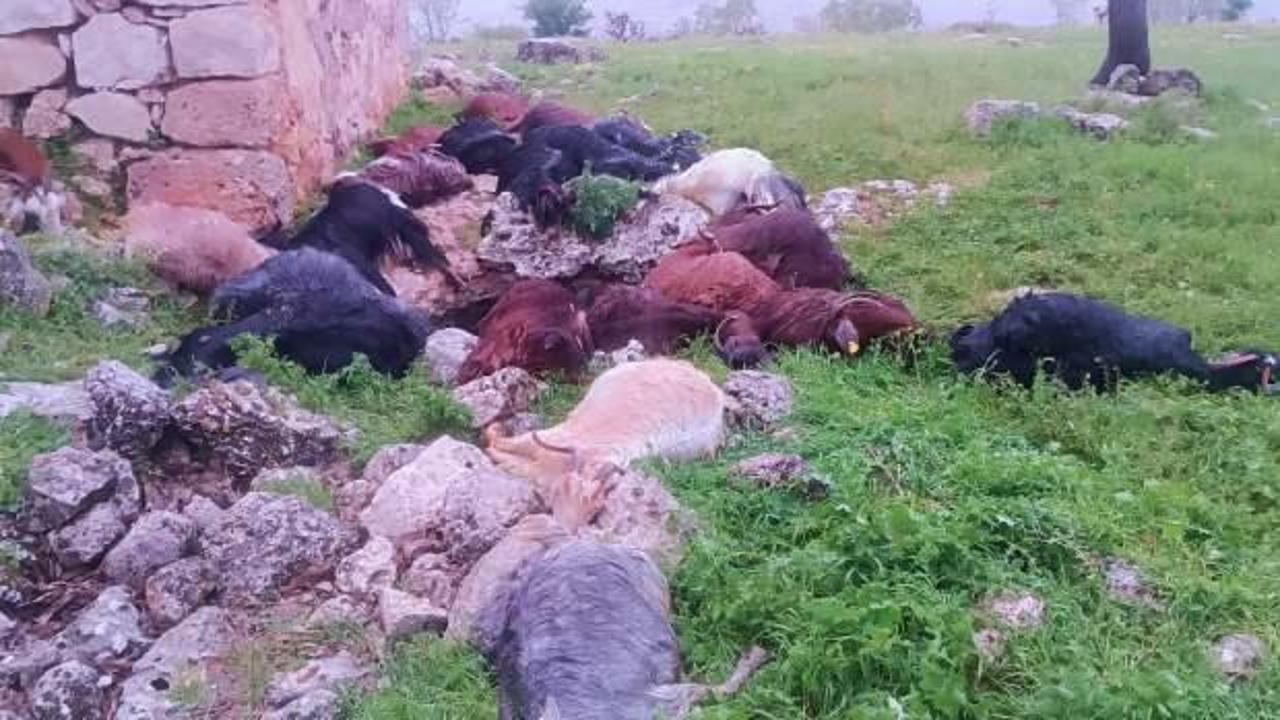 Şırnak’ta mezraya yıldırım düştü: 31 keçi telef oldu