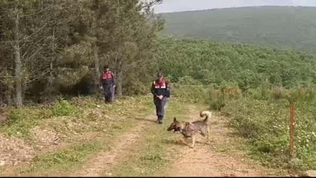 Kadavra köpekleri ormanda Korhan Berzeg’e ait iz arıyor