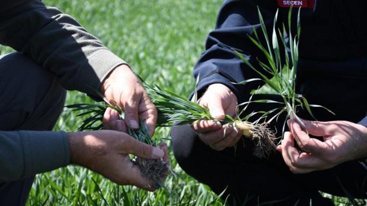 Tahıl ambarı Konya’da hububat ürünlerinde bitki gelişimi iyi