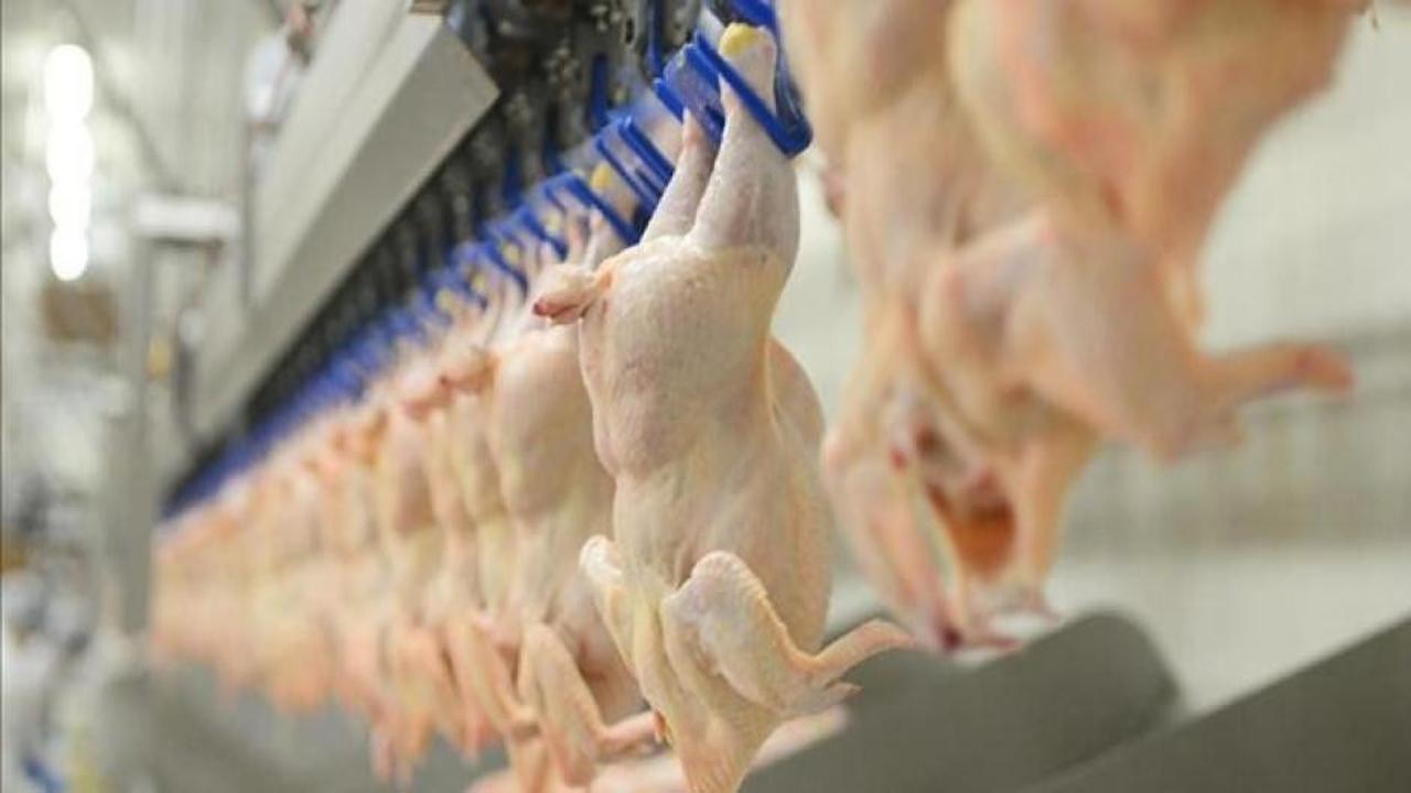 Tavuk ihracatına yasak yolda