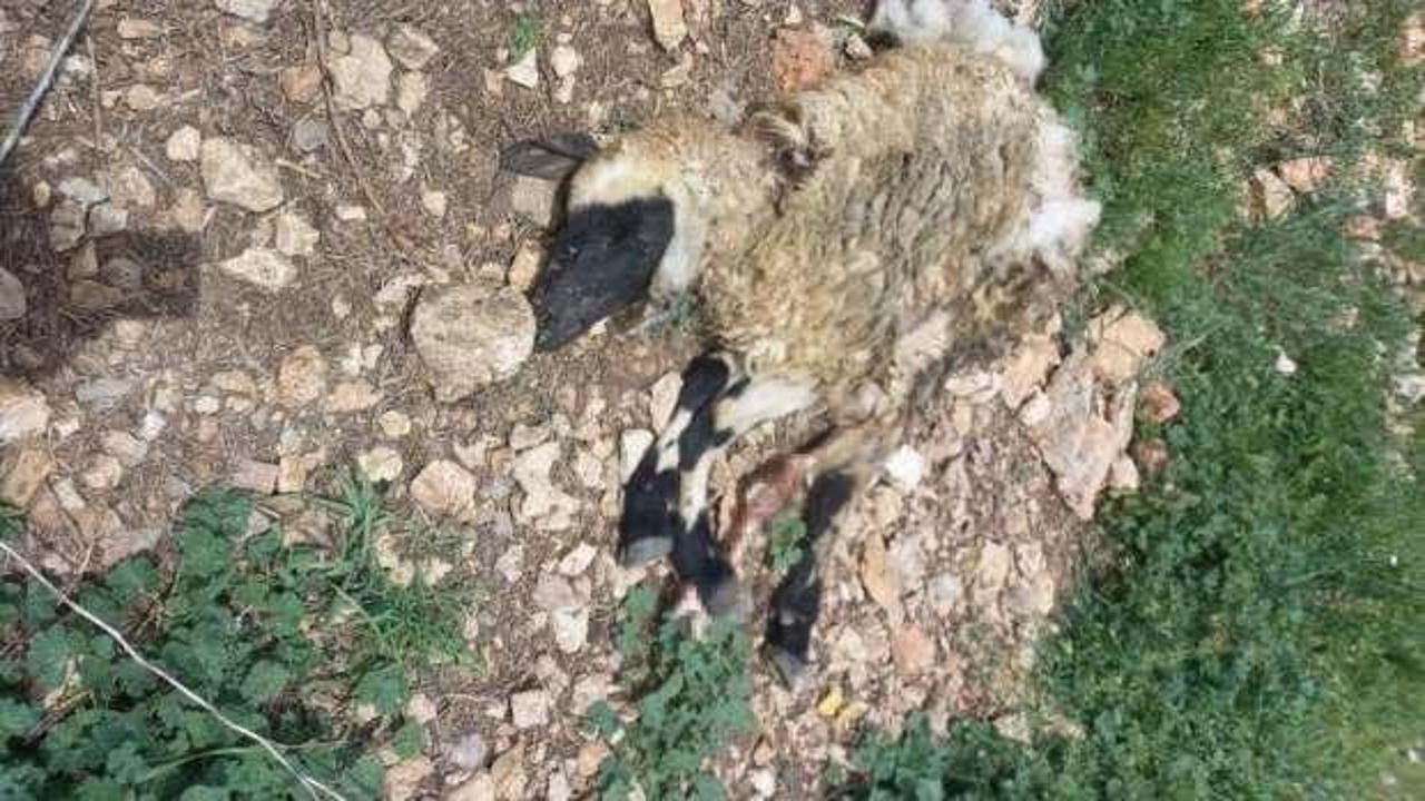 Tunceli’de sürüye saldıran kurt, çok sayıda koyunu telef etti