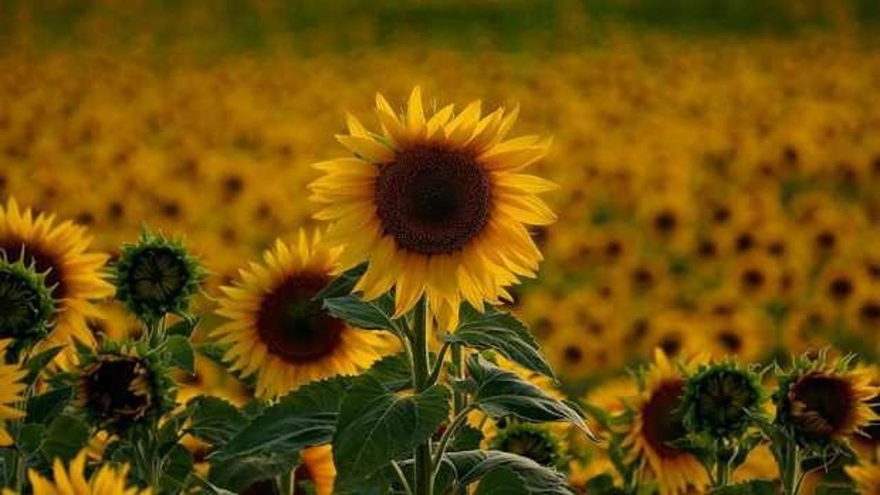 Uzmanlardan ‘acil’ ayçiçeği yağı uyarısı!