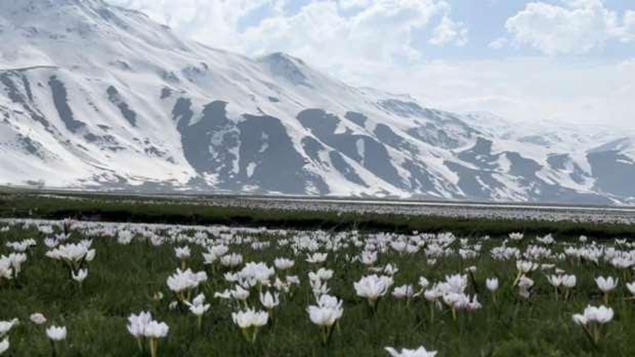 Yüksekova’da kardelen ve çiğdemler çiçek açtı