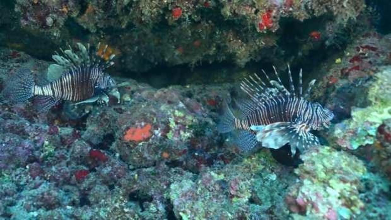 Aslan balığı arttı: Yerli türleri tehdit ediyor