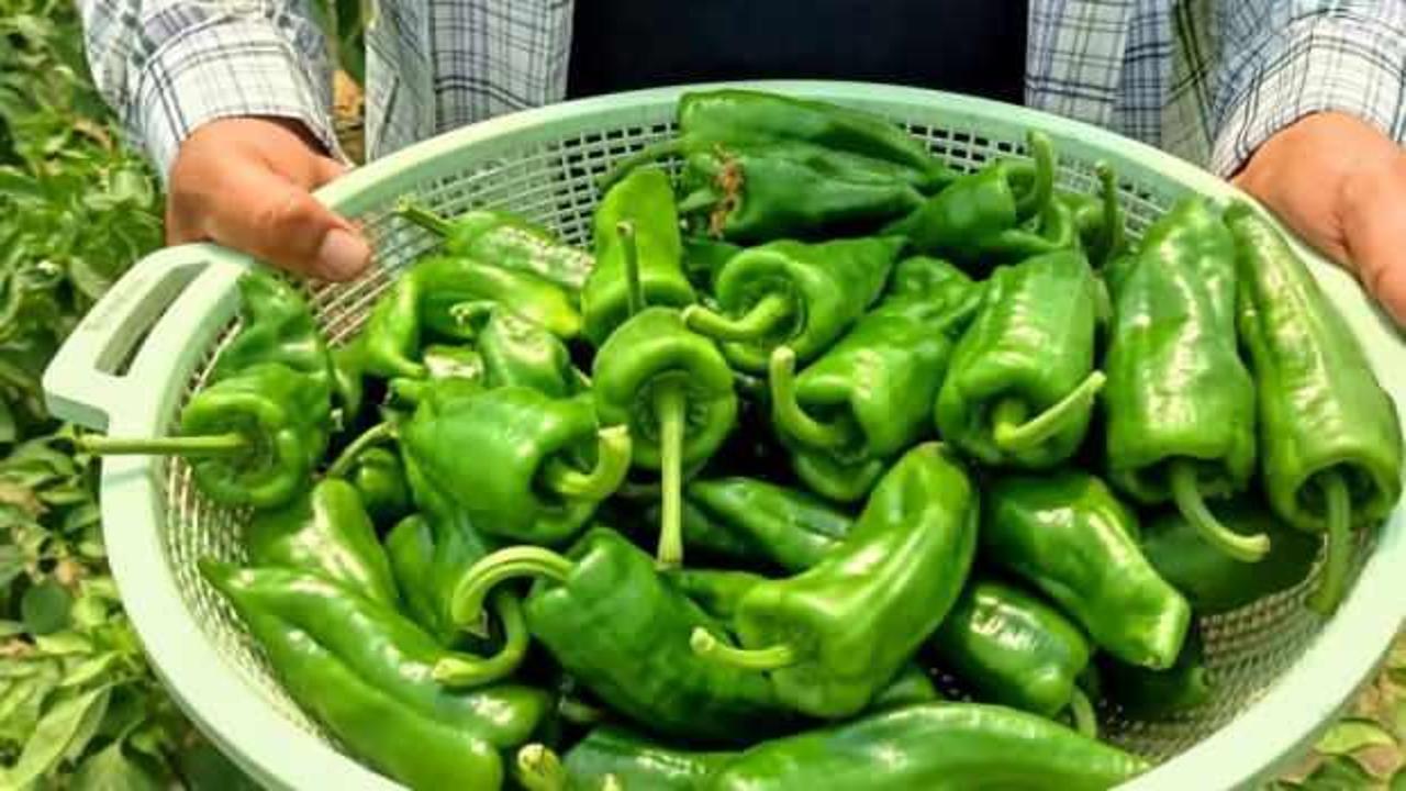 Manisa’da 150 TL’den satışa çıkan Emcelli Biberi yok sattı