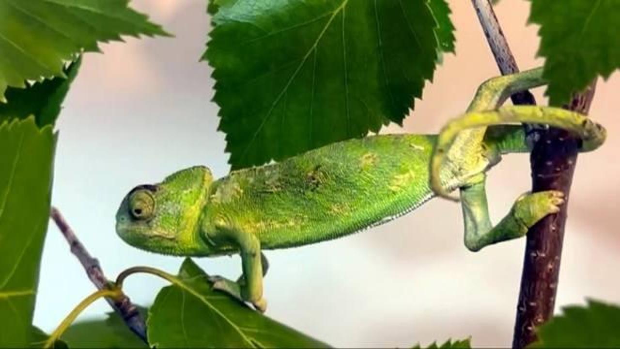 Maydanoz kasasında 1200 kilometre yolculuk yapan bukalemun