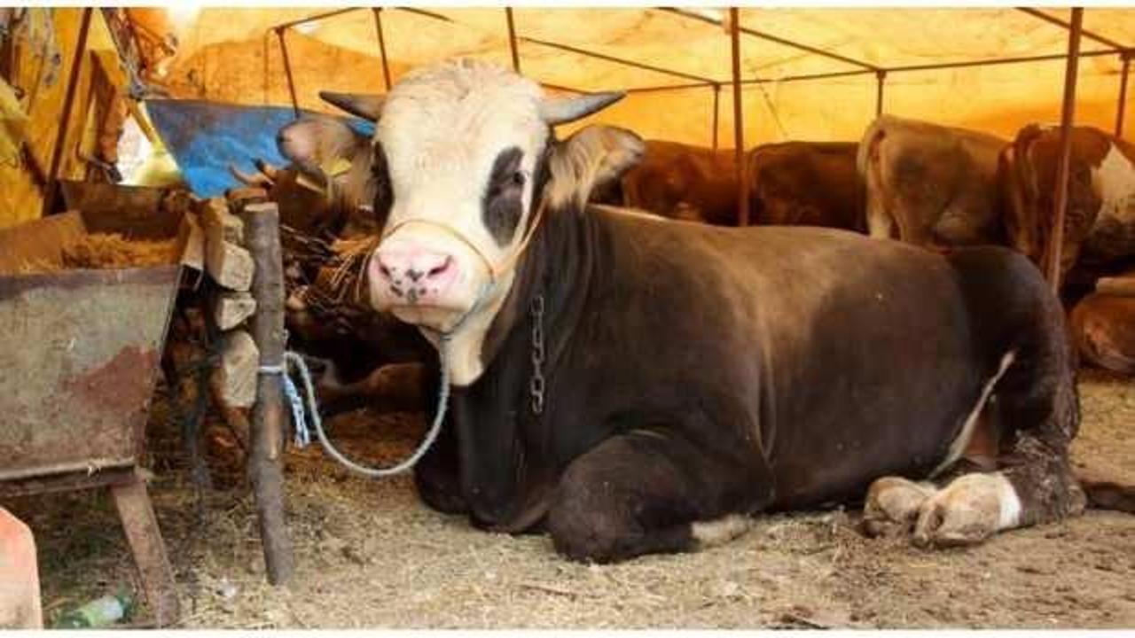 Sivas’ta kurbanlık fiyatları belirlendi!