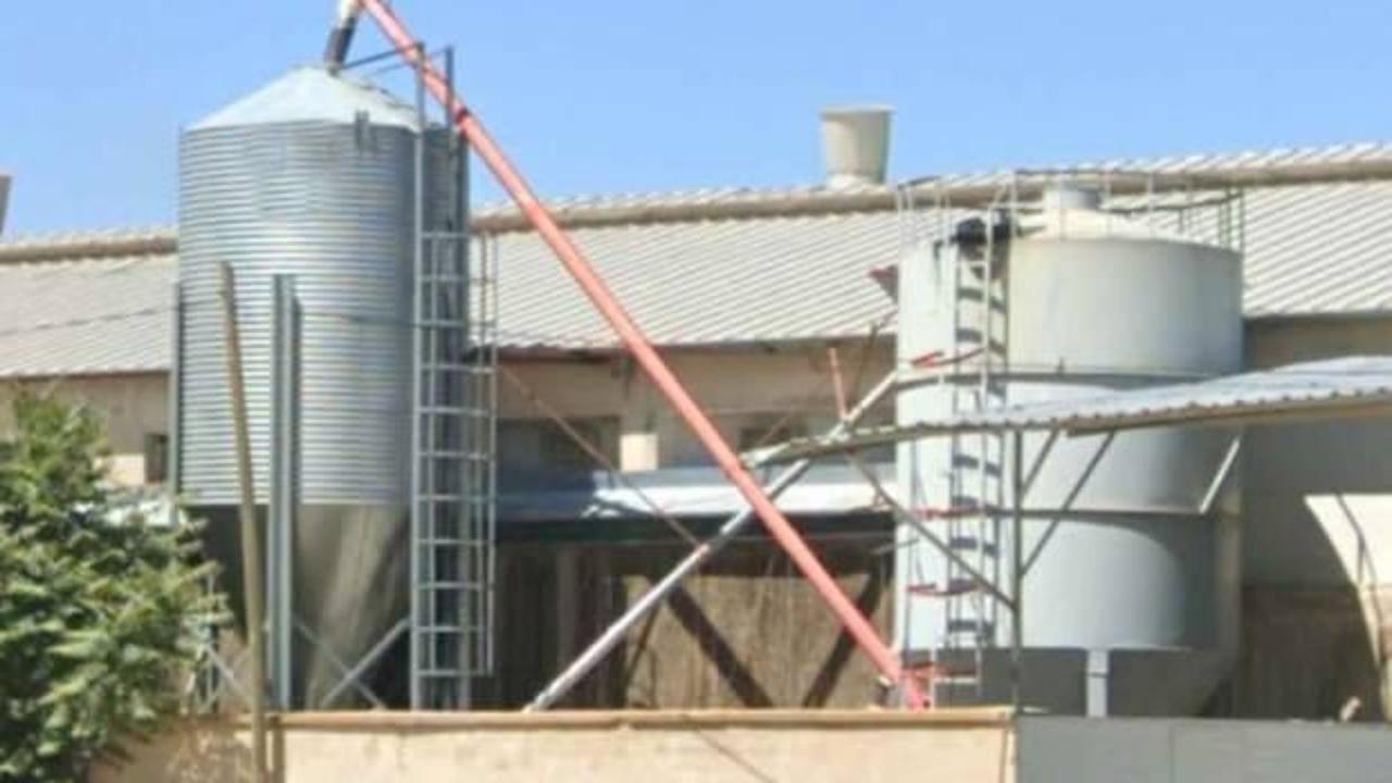 Yem hazırlama ünitesine düşen işçi, hayatını kaybetti