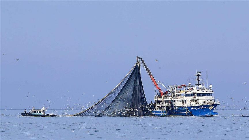 Karadeniz’de Balık Bolluğu Fiyatları Düşürdü