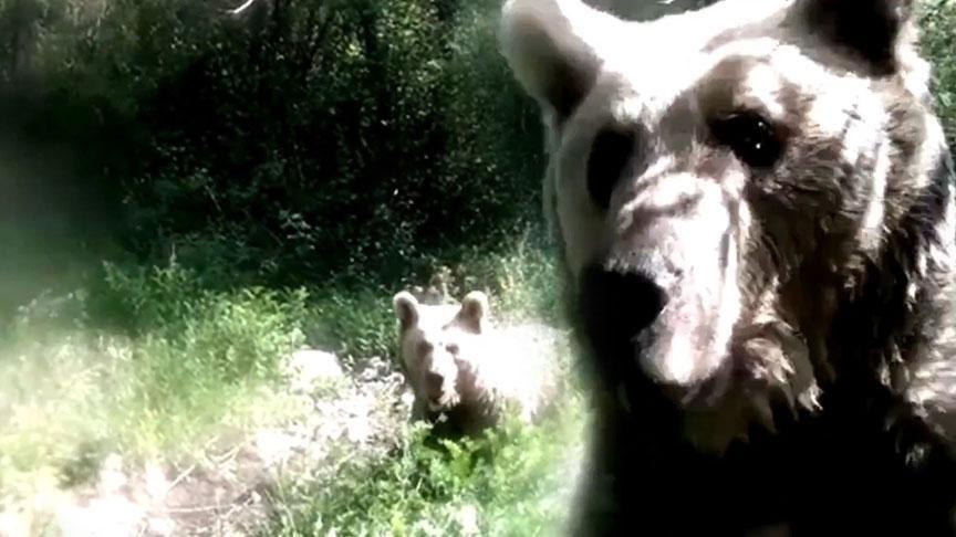 Tarım ve Orman Bakanlığı’ndan İlginç Paylaşım: Ayı, Fotokapana Saldırdı